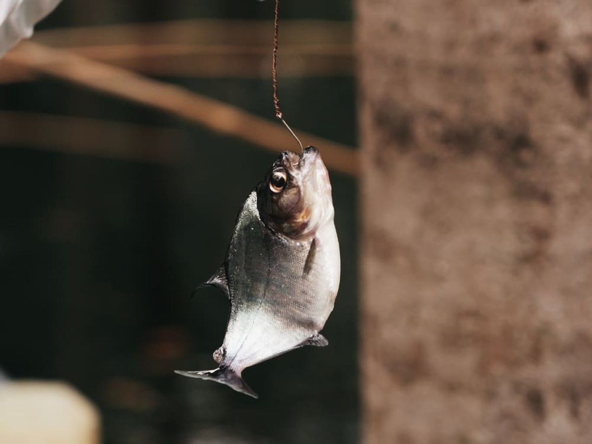 Freshly caught piranha hanging from a simple handline during Amazon fishing