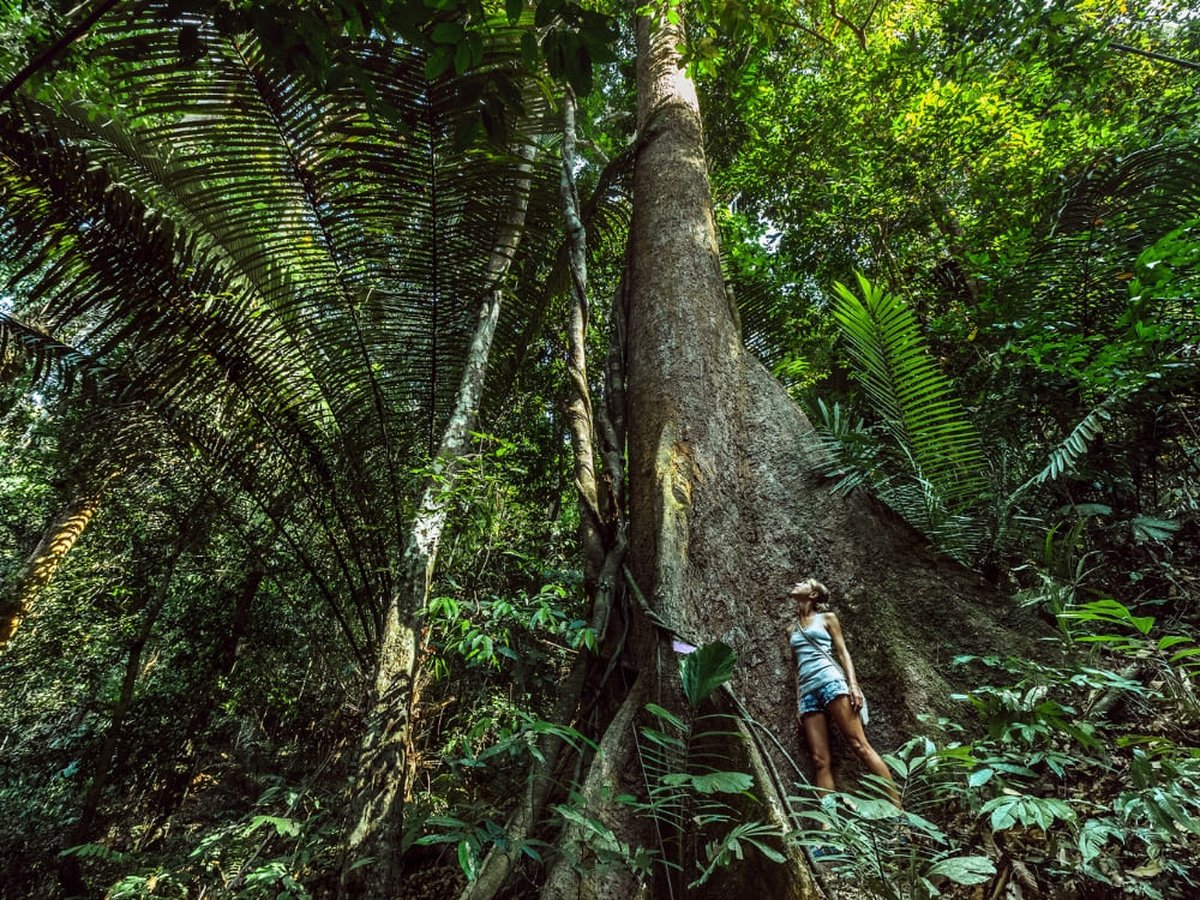 Hiker standing at the base of a giant Amazon rainforest tree, looking up at the canopy