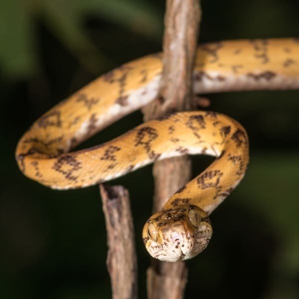 Tree boa coiled around a branch during an Amazon night walk