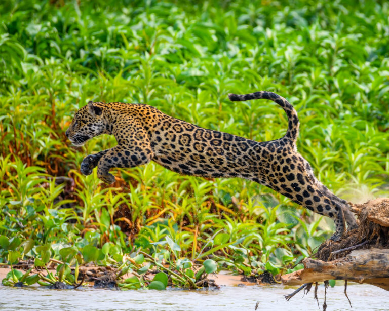 Como visitar o Pantanal, no Brasil: guia de viagem Como visitar o Pantanal, no Brasil: guia de viagem