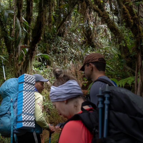 Hikers trekking through the cloud forest on the way to Mount Roraima