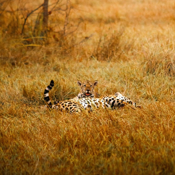 A jaguar lying in tall golden grassland in the Pantanal, its tail curled, looking toward the camera.