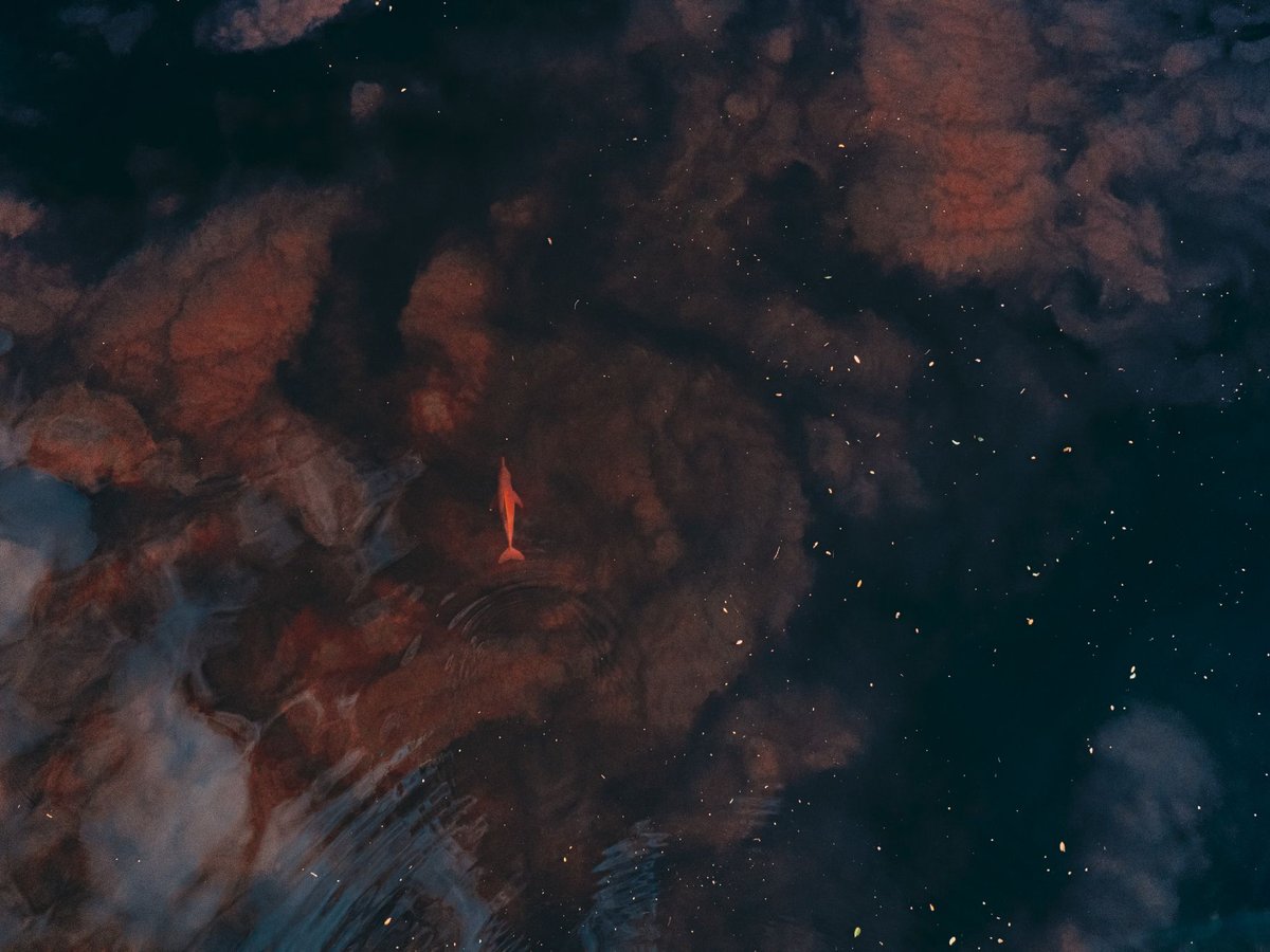 An aerial view of a solitary pink river dolphin swimming through dark, tannin-stained Amazon water scattered with floating leaves.
