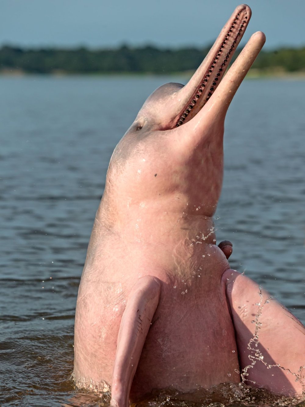 A bright pink Amazon river dolphin rising vertically out of the water, its pink body and long beak glistening in the sun.