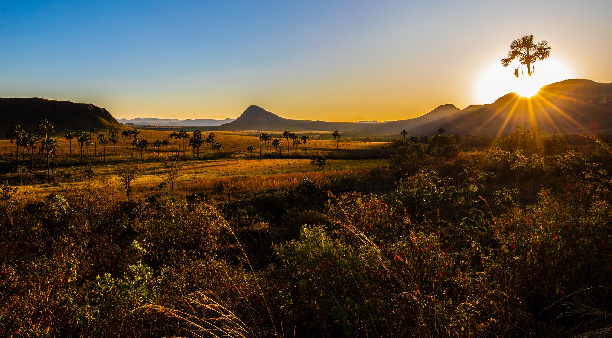Golden sunset over an open Cerrado savanna landscape with tall palm silhouettes, dry grasslands, and layered sandstone hills in the background, seen from the highlands of Chapada dos Veadeiros trekking country