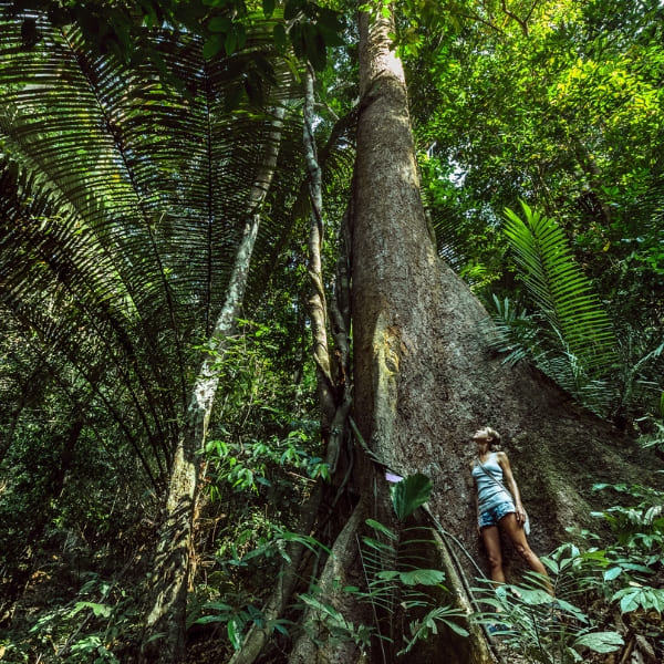 Eine Reisende steht am Fuß eines riesigen Sumaúma-Baums im Amazonas-Regenwald, Brasilien.
