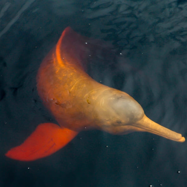 Ein rosa Flussdelfin schwimmt dicht unter der Oberfläche eines Flusses im Amazonasgebiet, Brasilien.