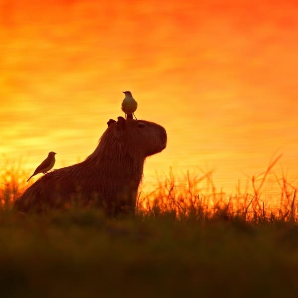 Ein Wasserschwein mit zwei Vögeln auf dem Rücken als Silhouette vor orangefarbenem Sonnenuntergang im Pantanal, Brasilien.