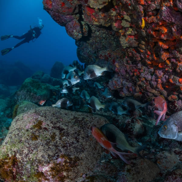 Ein Taucher über einem Fischschwarm an einem Felsriff bei Fernando de Noronha, Brasilien.