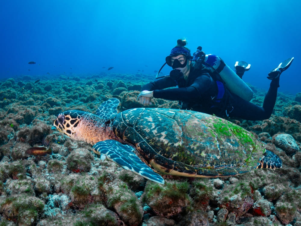 Eine Taucherin schwimmt neben einer Karettschildkröte über dem Riff von Fernando de Noronha, Brasilien.