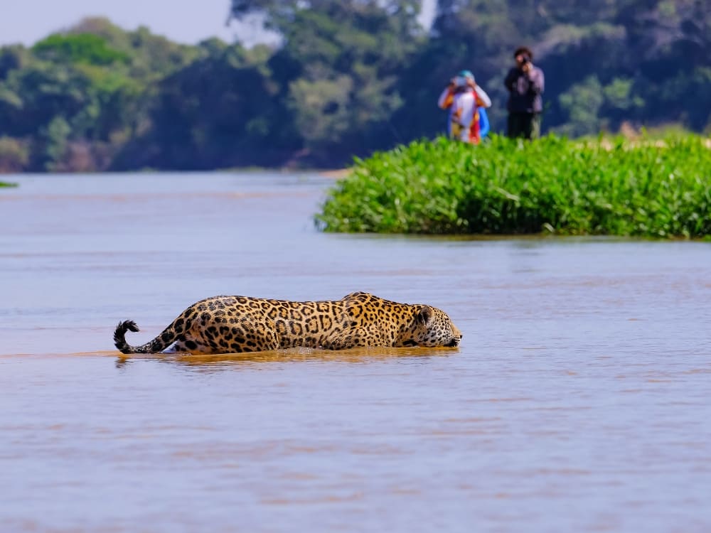 Ein Jaguar durchquert einen Fluss im Pantanal, während Reisende vom Ufer aus zusehen, Brasilien.