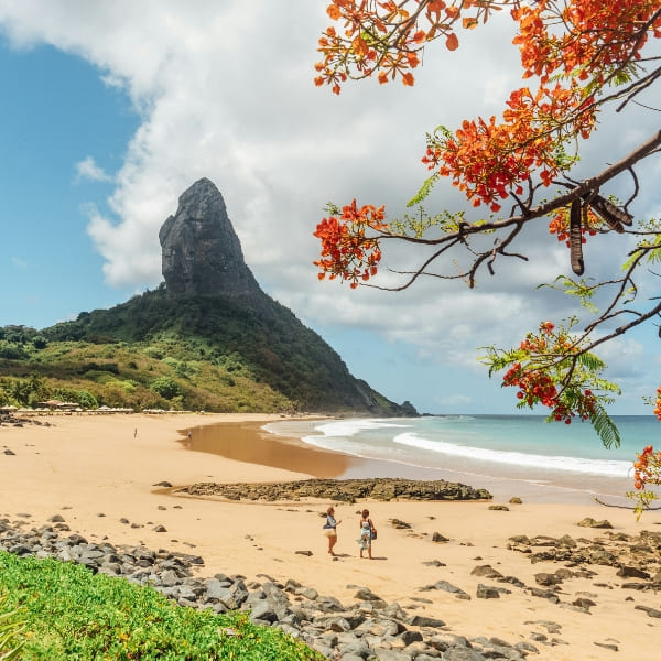 Praia da Conceição und Morro do Pico, eingerahmt von den Blüten eines Flammenbaums, Fernando de Noronha, Brasilien.