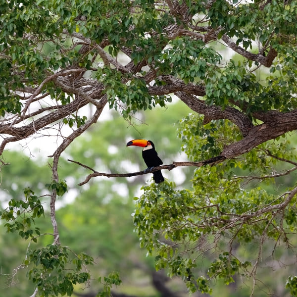 Ein Riesentukan sitzt auf einem Ast im Pantanal, Brasilien.