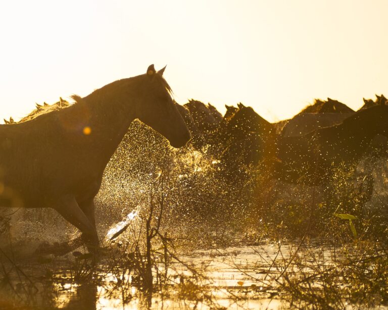 Horses splashing through shallow water at sunrise in the Pantanal Horses splashing through shallow water at sunrise in the Pantanal