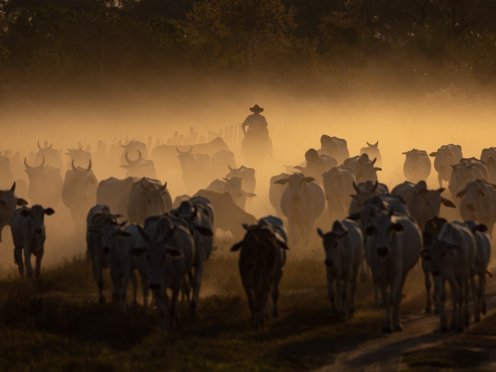 Un pantaneiro conduce una manada de ganado entre el polvo del Pantanal