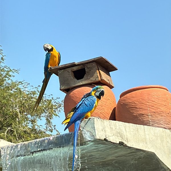 Dos guacamayos azul y amarillo posados en una casita para pájaros de la posada