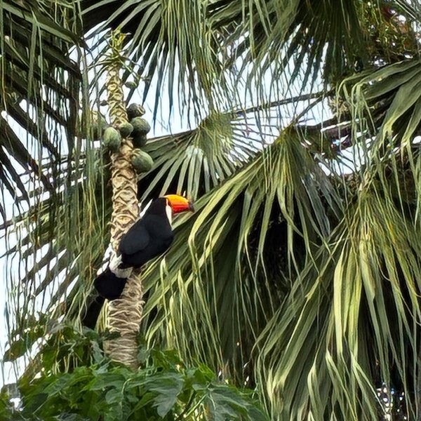 Tucán toco posado en una palmera de la posada