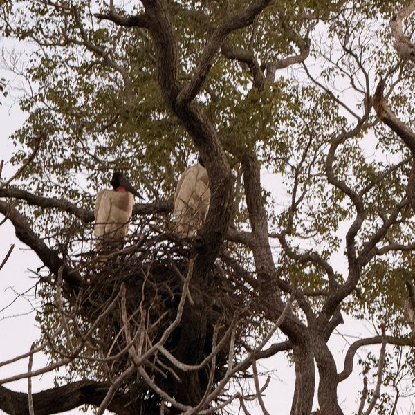 Jabirú de pie en su nido en la copa de un árbol