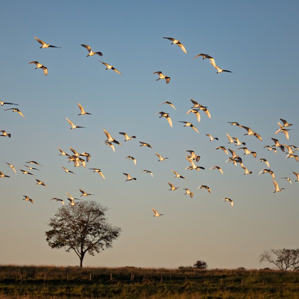 Bandada de aves zancudas sobre el pastizal del Pantanal
