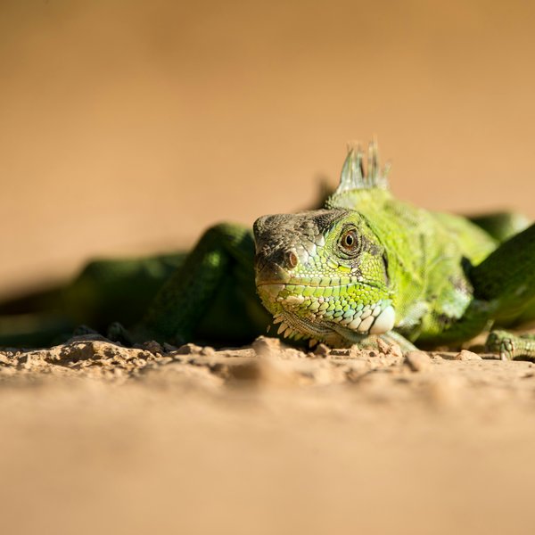 Lagarto verde descansando en la arena