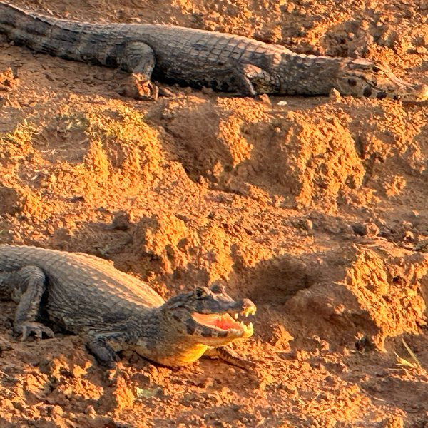Dos yacarés descansando en la orilla arenosa del río
