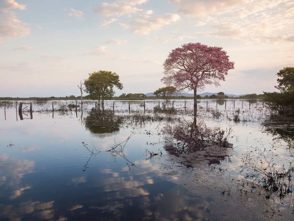 Llanura inundada del Pantanal con un ipê rosado en flor