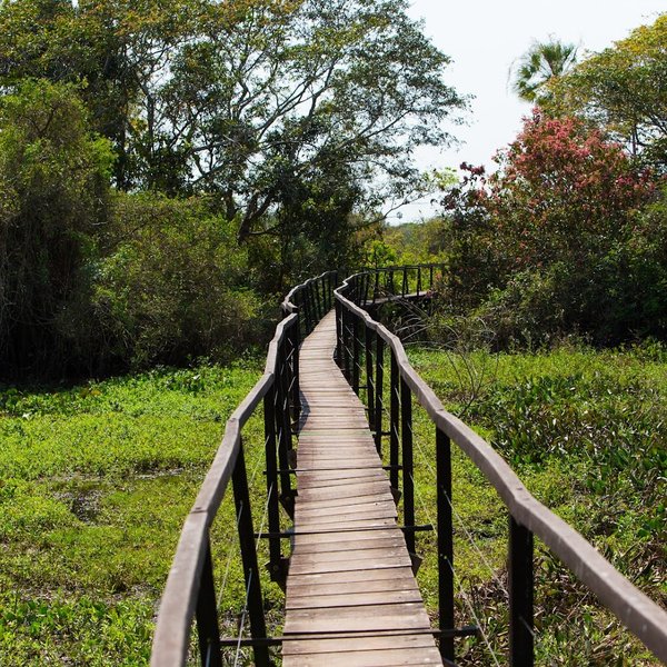 Pasarela de madera que cruza el humedal