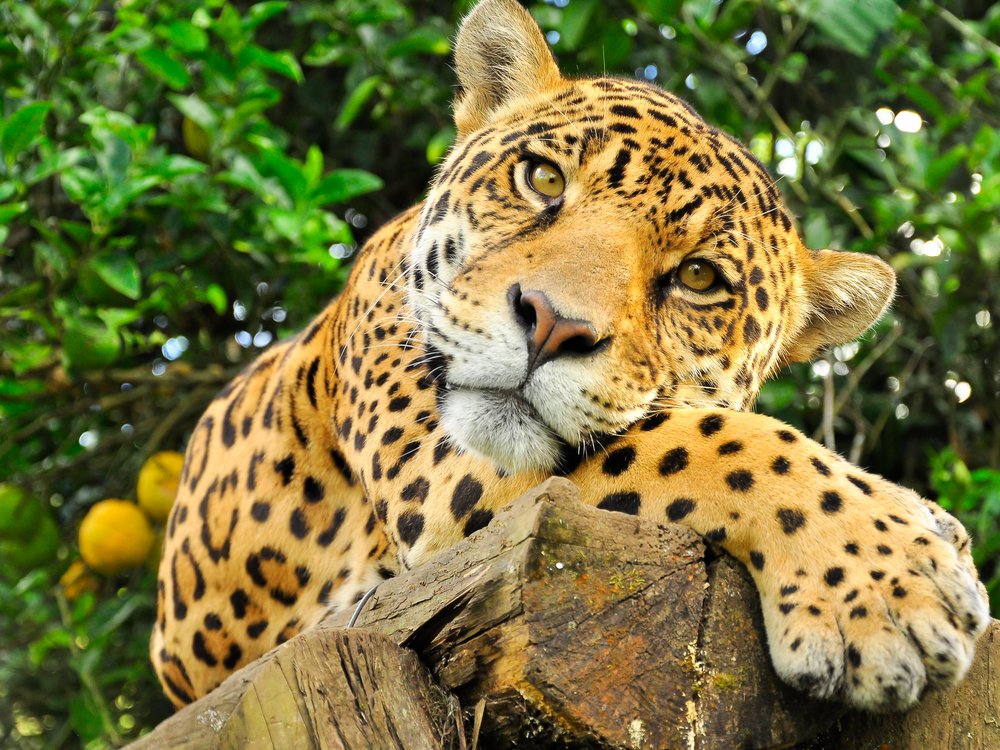 Jaguar descansando sobre un tronco en el Pantanal