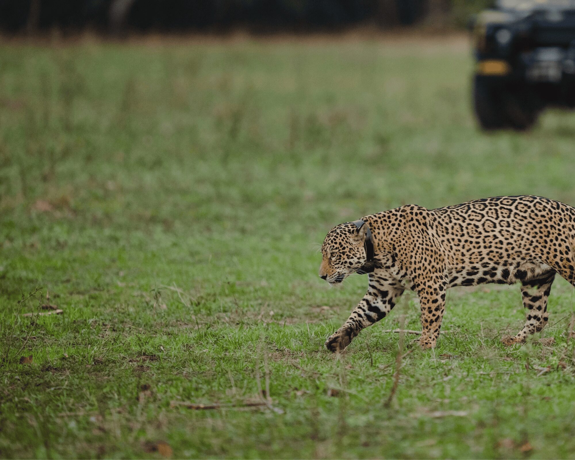 Jaguar équipé d’un collier traversant une prairie, un véhicule de safari flou en arrière-plan