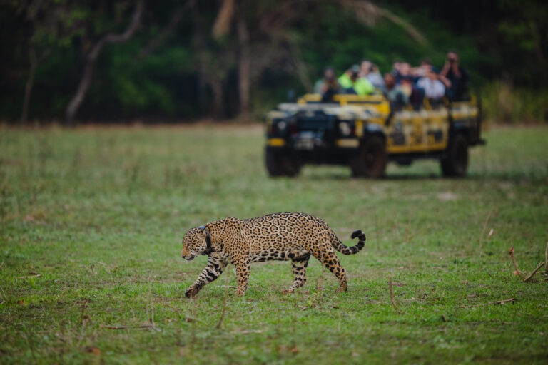 10 faits sur Onçafari, le projet de conservation du jaguar au Brésil 10 faits sur Onçafari, le projet de conservation du jaguar au Brésil