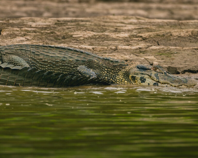 Há perigos na Amazônia? Veja como visitar a floresta com segurança
