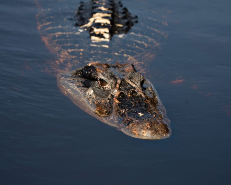 Caïman glissant à la surface des eaux sombres de la forêt amazonienne, au Brésil