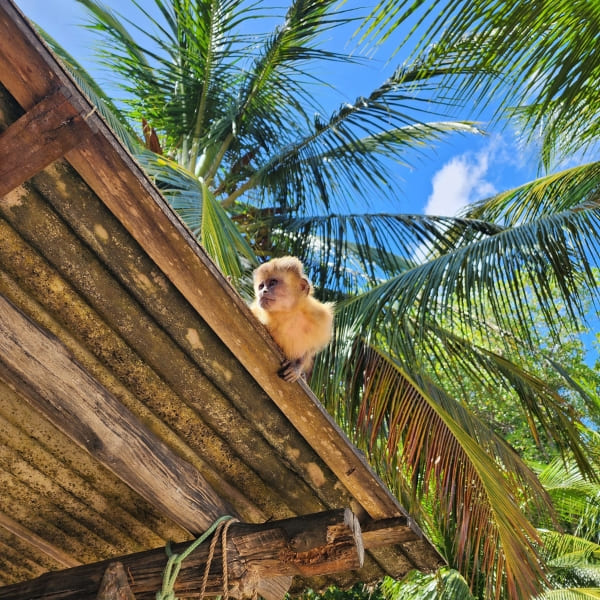 Singe capucin sur un toit en bois parmi les cocotiers près des Lençóis Maranhenses