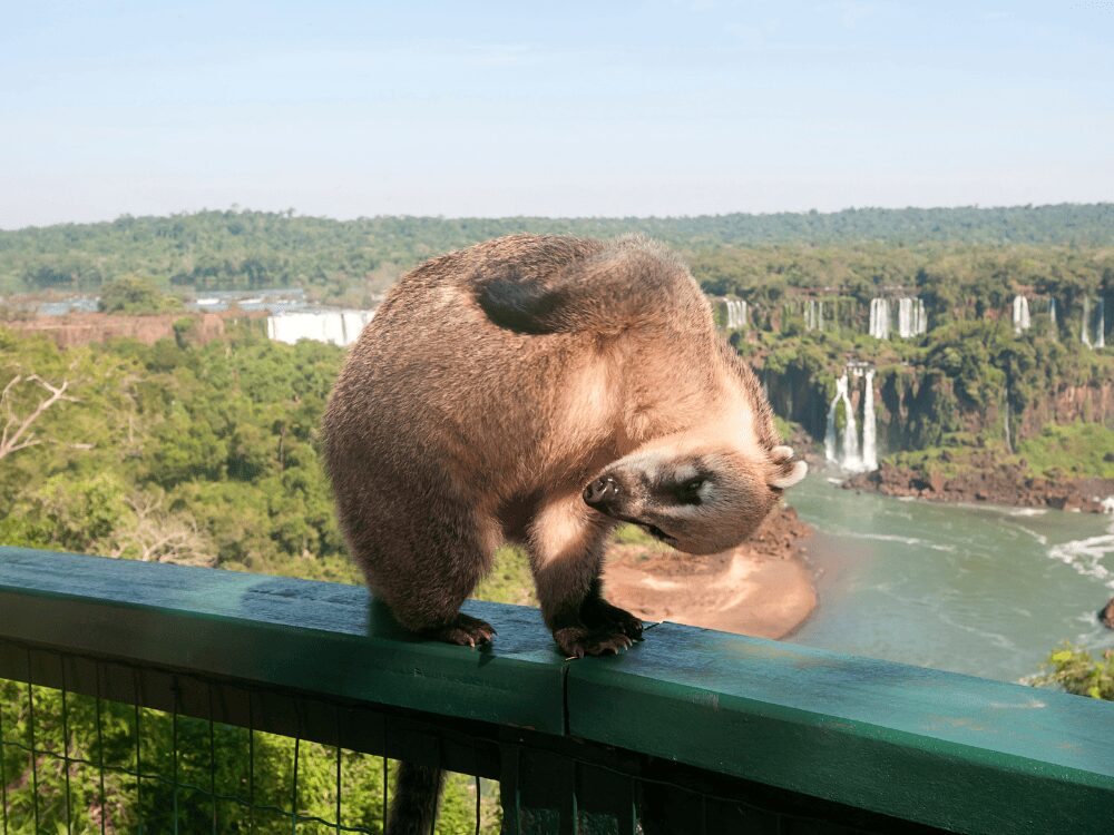 Coati faisant sa toilette sur la rambarde d'une passerelle, avec les chutes d'Iguazu et le fleuve en arrière-plan