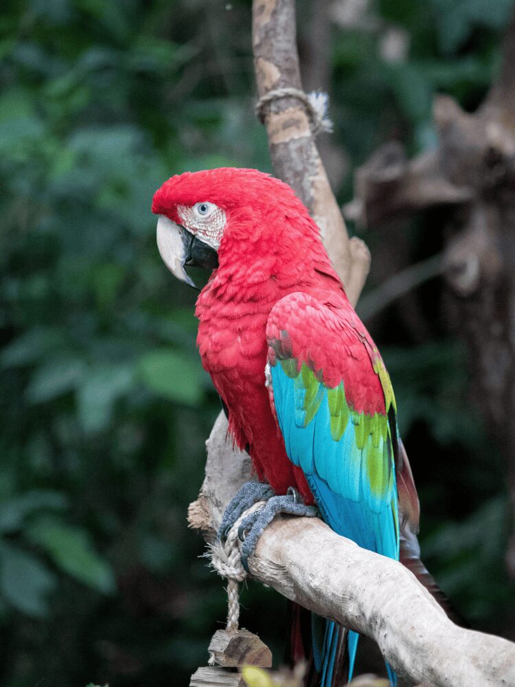 Ara chloroptère aux plumes rouges, vertes et bleues perché sur une branche