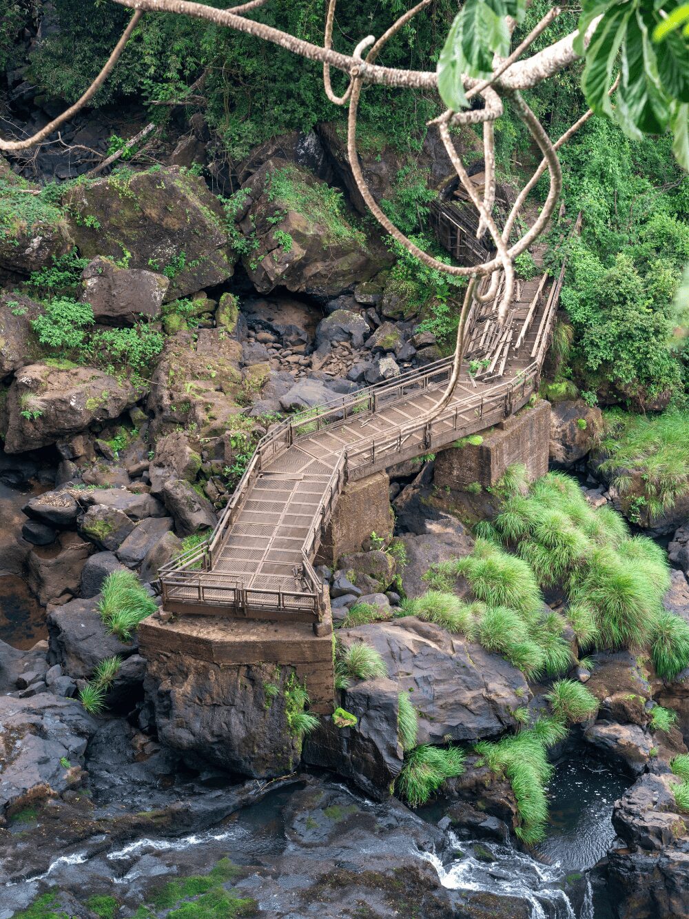 Passerelle au-dessus d'un ruisseau rocheux dans la forêt atlantique, entre racines et fougères