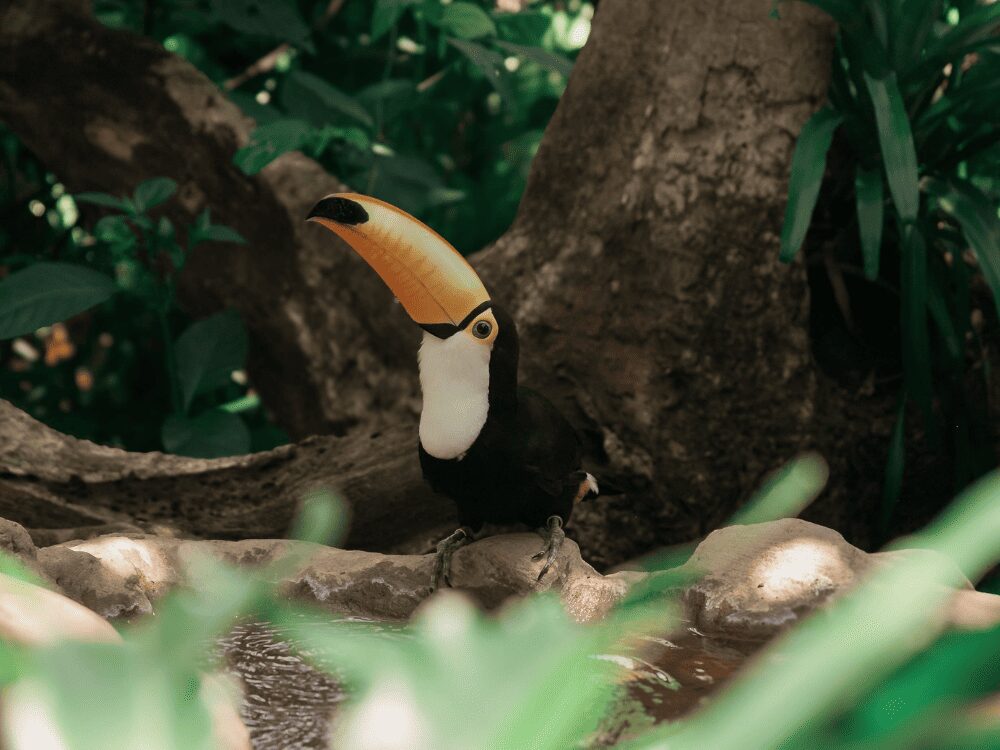 Toucan toco au grand bec orange posé sur un rocher dans la forêt