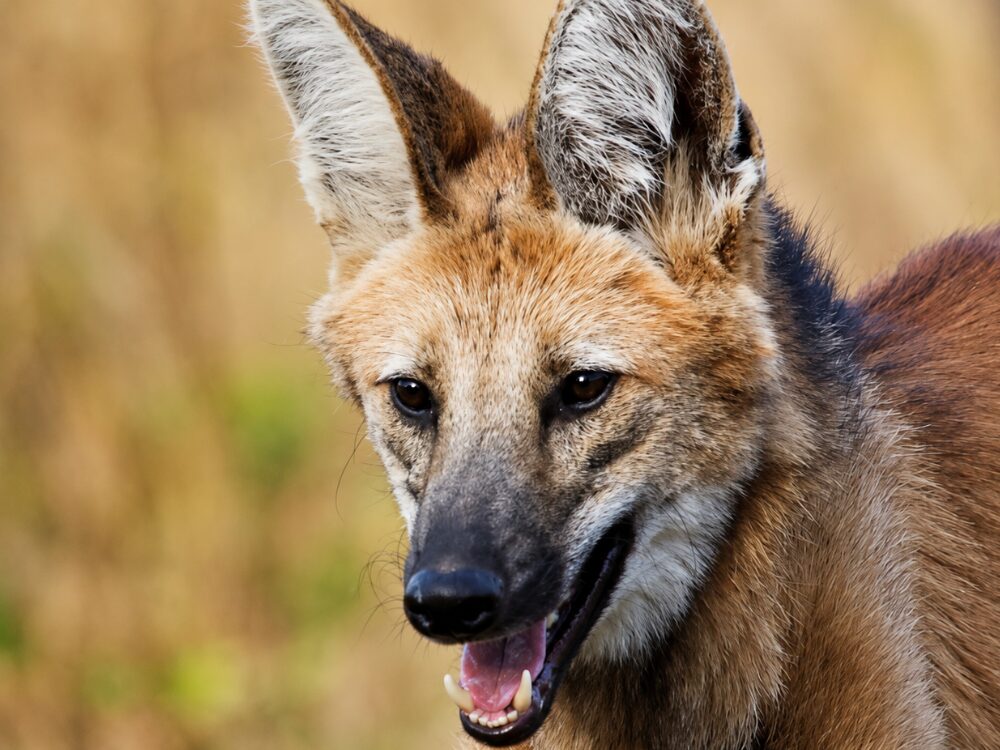 Gros plan d’un loup à crinière, grandes oreilles et pelage roux, sur fond d’herbe sèche