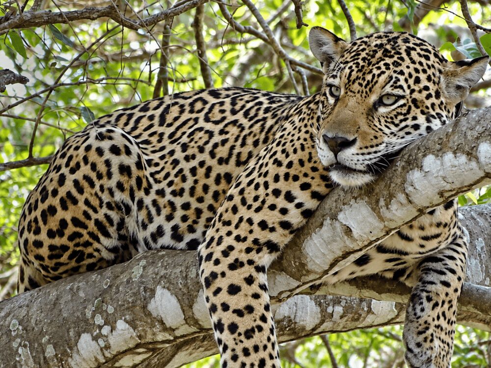 Jaguar allongé sur une grosse branche, la tête posée sur les pattes, regardant l’objectif