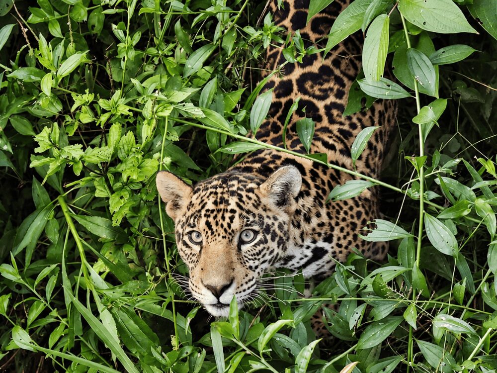 Jaguar aux yeux clairs observant depuis une végétation dense