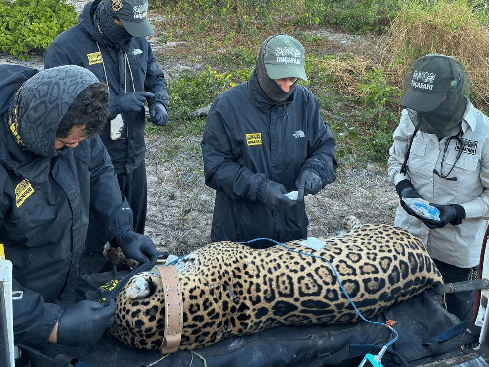 L’équipe d’Onçafari pose un collier GPS sur un jaguar endormi, sur le terrain