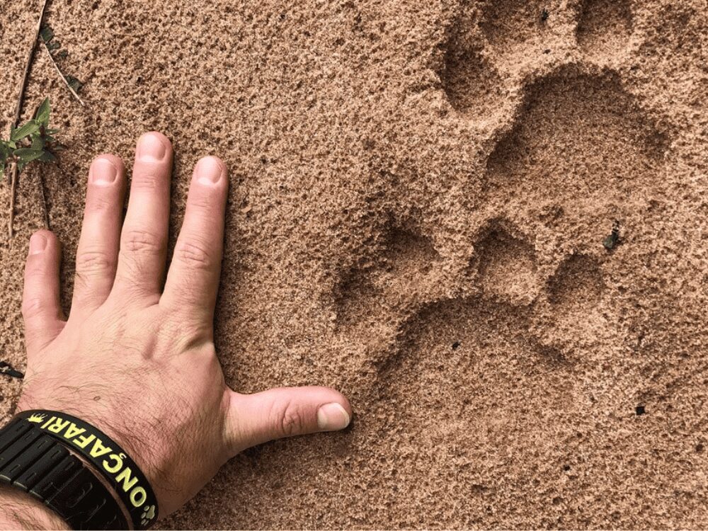 Empreinte de patte de jaguar dans le sable, aussi large que la main ouverte posée à côté