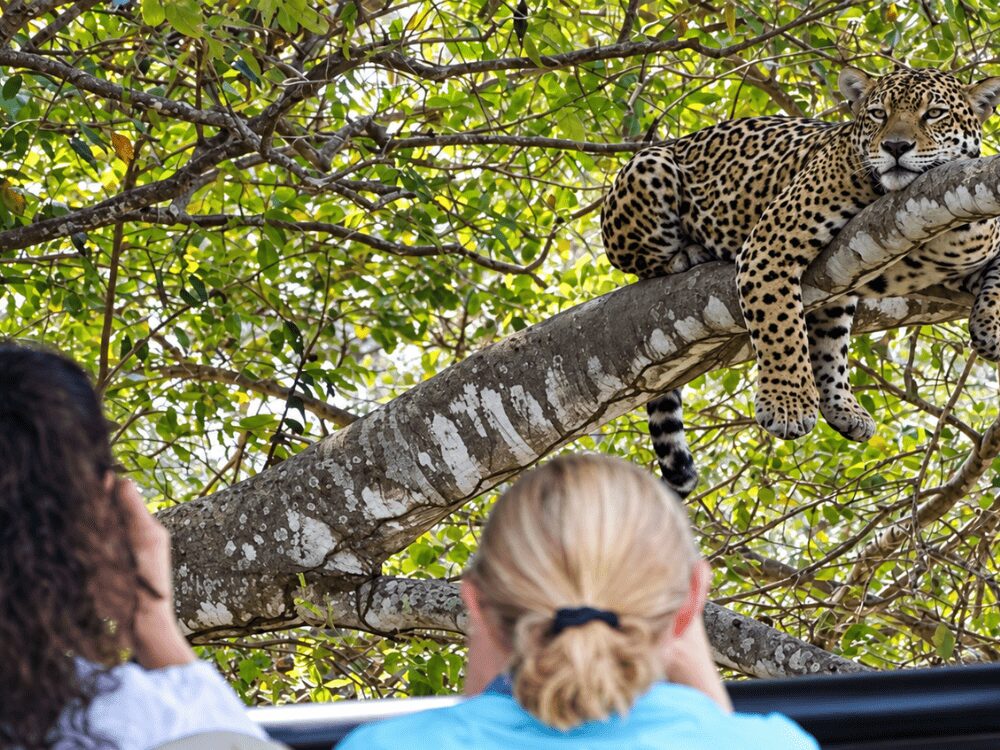 Voyageurs dans un véhicule de safari observant un jaguar allongé sur une branche dans le Pantanal