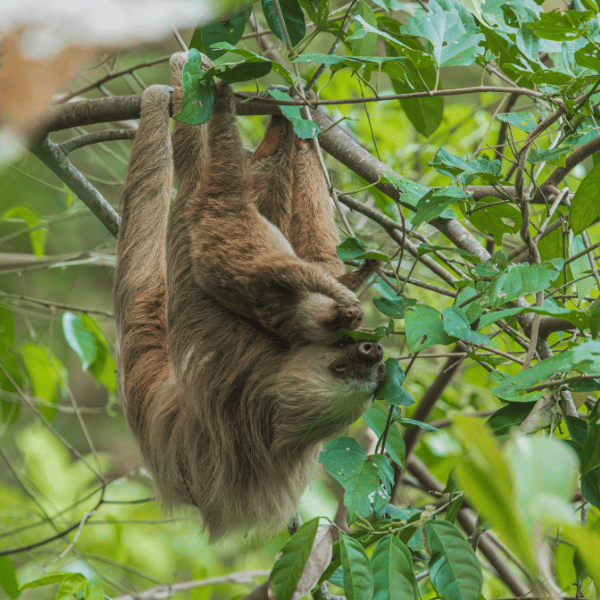 Paresseux suspendu la tête en bas à une branche, parmi les feuilles vertes de la forêt tropicale