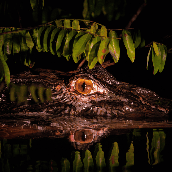 Caïman de nuit, l’œil brillant juste au-dessus de la surface de l’eau, sous des feuilles qui retombent