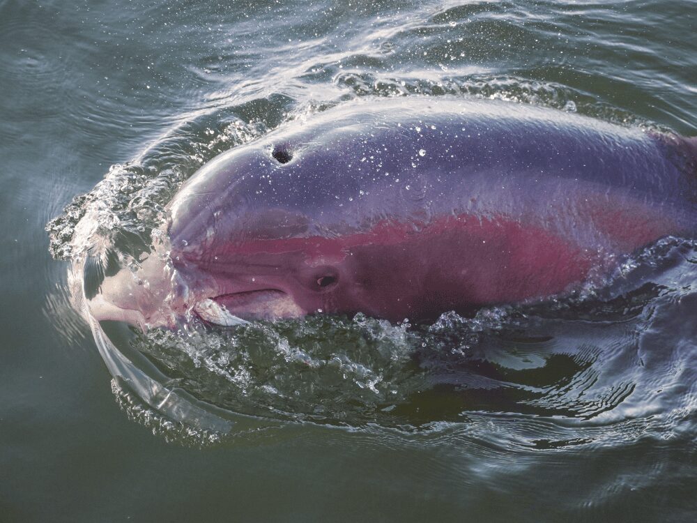 Dauphin rose de l’Amazone faisant surface, une observation en liberté à apprécier à distance respectueuse