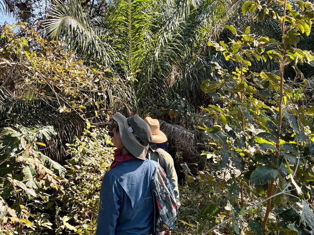 Andrea on a guided walk through palm-filled forest at Caiman Ecological Refuge in the Pantanal
