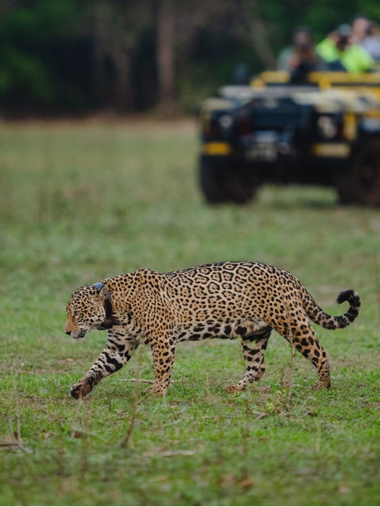 Collared jaguar walking across a grassy clearing in front of a safari vehicle on an Onçafari outing