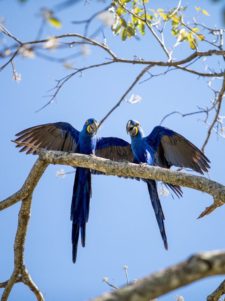 Two hyacinth macaws with spread wings perched on a branch in the Pantanal