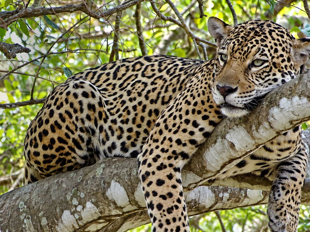 Jaguar resting on a tree branch in the Pantanal, the big cat Onçafari helps protect